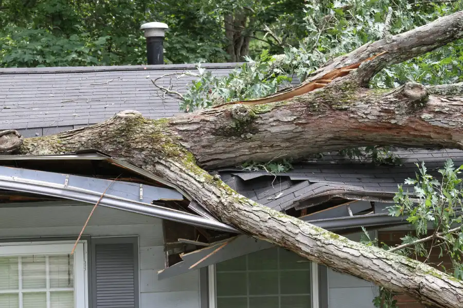 Fallen Trees